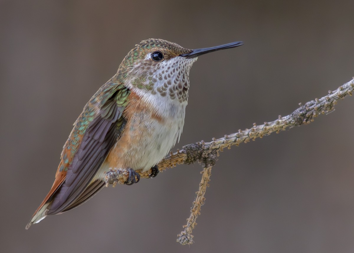 Rufous Hummingbird - ML639480076