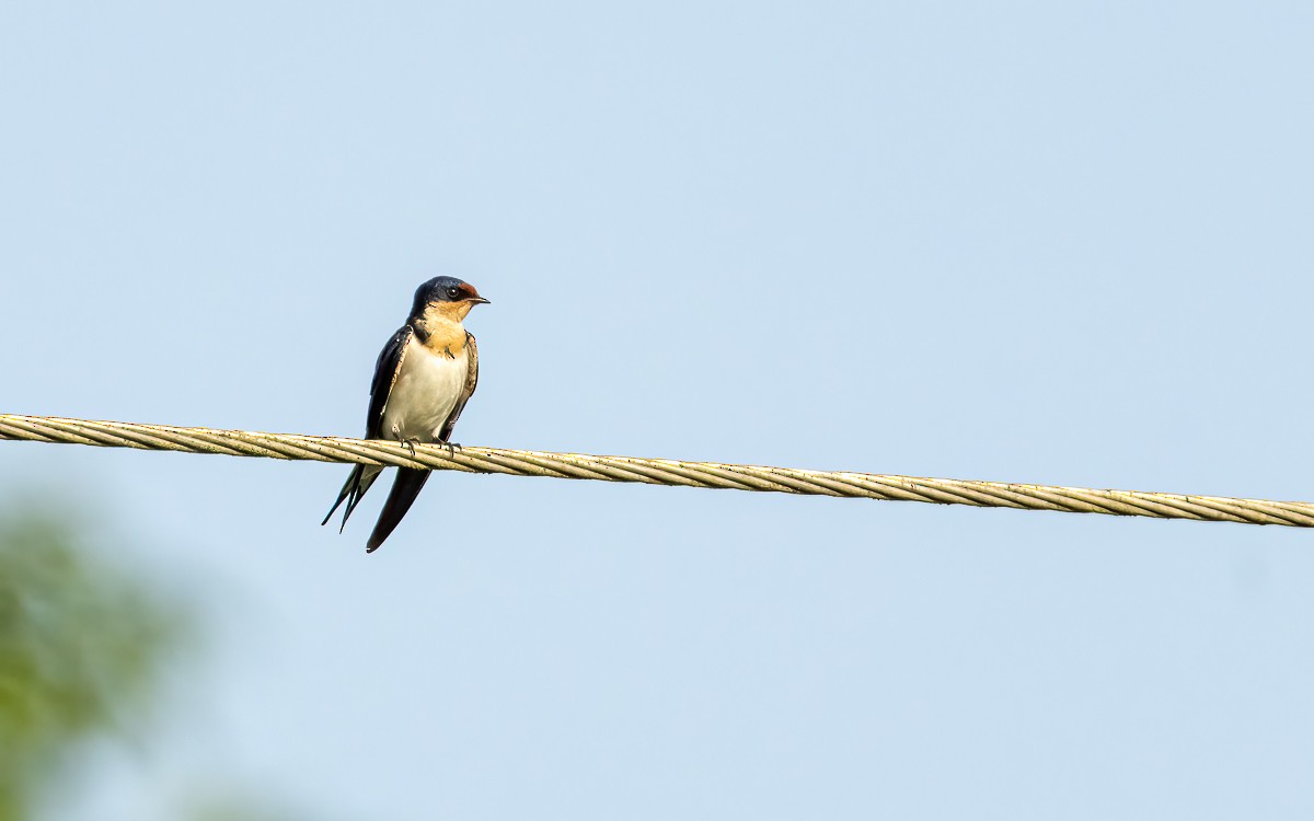 Ethiopian Swallow - ML639480094