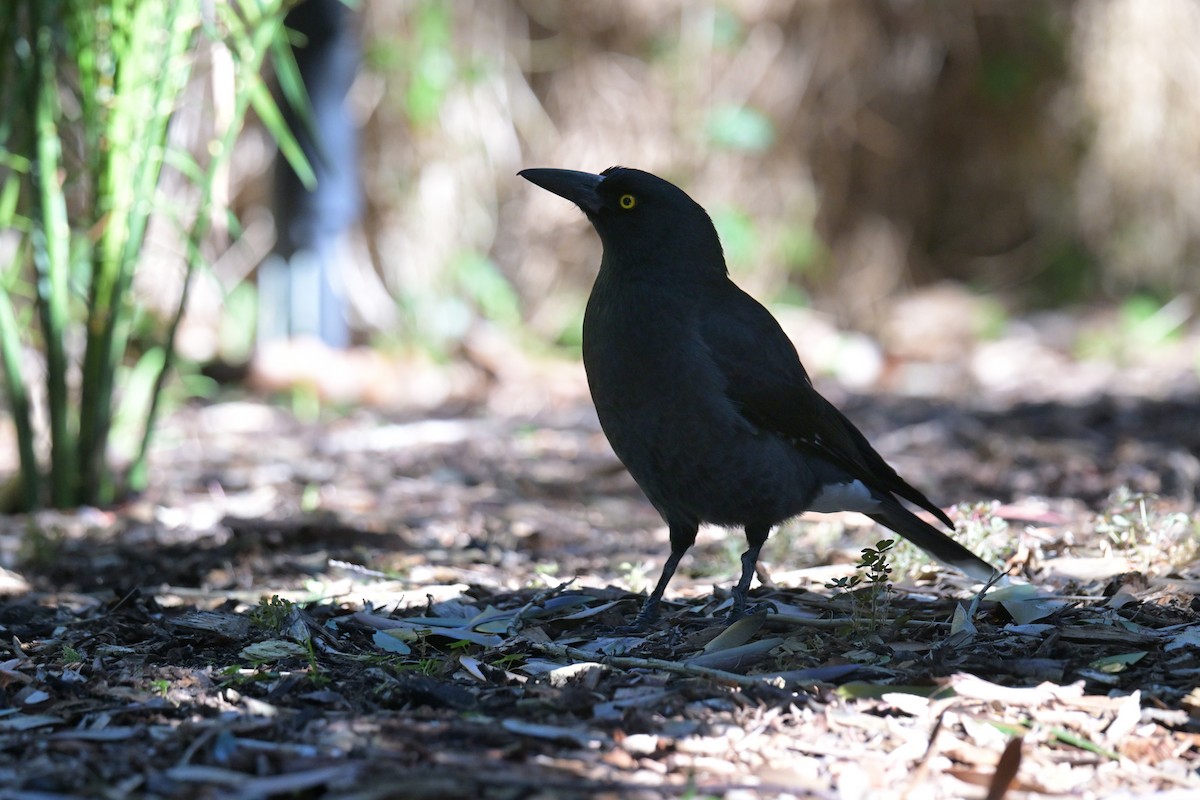Pied Currawong - ML639480096