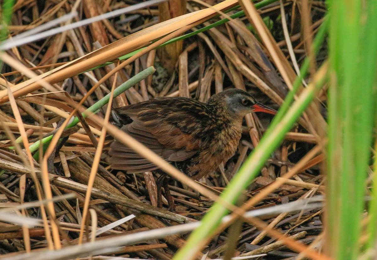 Virginia Rail - ML639480126