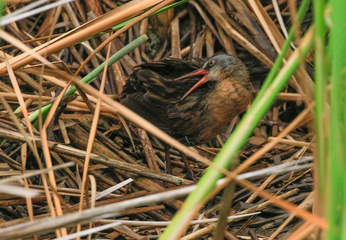 Virginia Rail - ML639480128