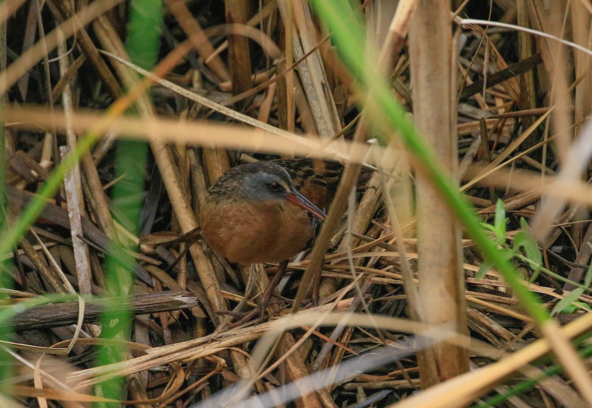 Virginia Rail - ML639480139