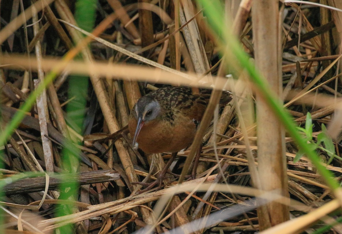 Virginia Rail - ML639480144