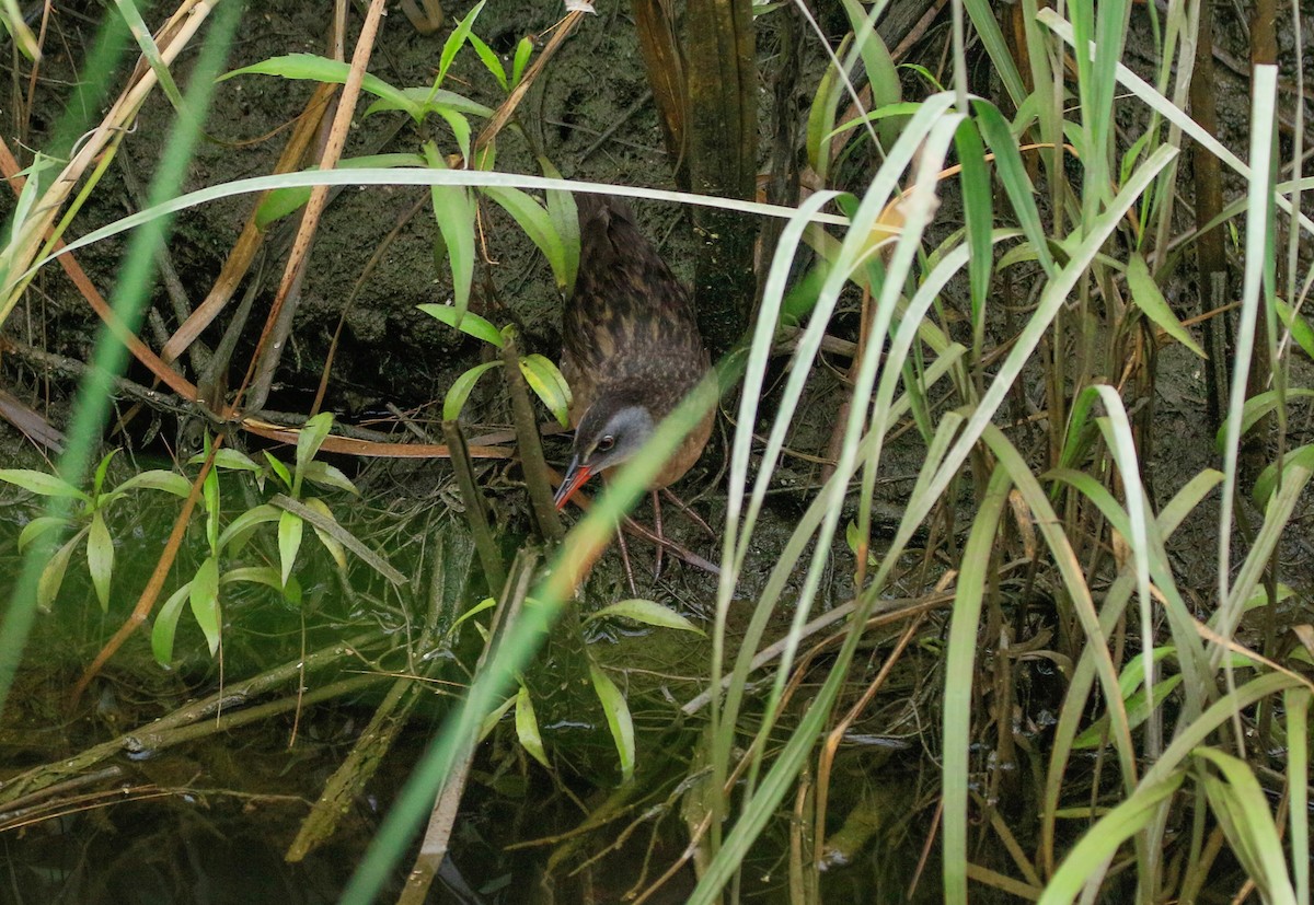 Virginia Rail - ML639480148