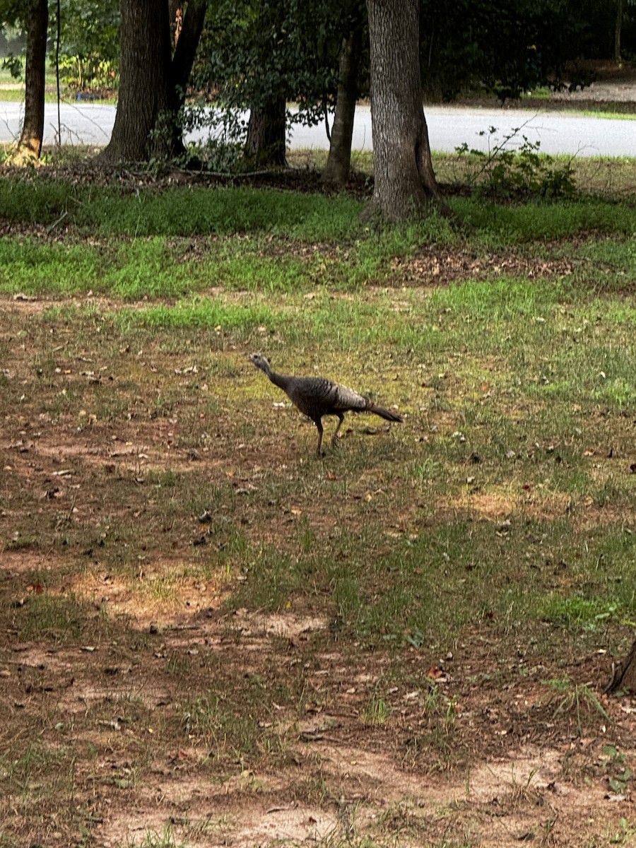 Tacchino selvatico - ML639480167