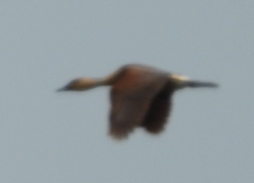 Fulvous Whistling-Duck - ML639480232