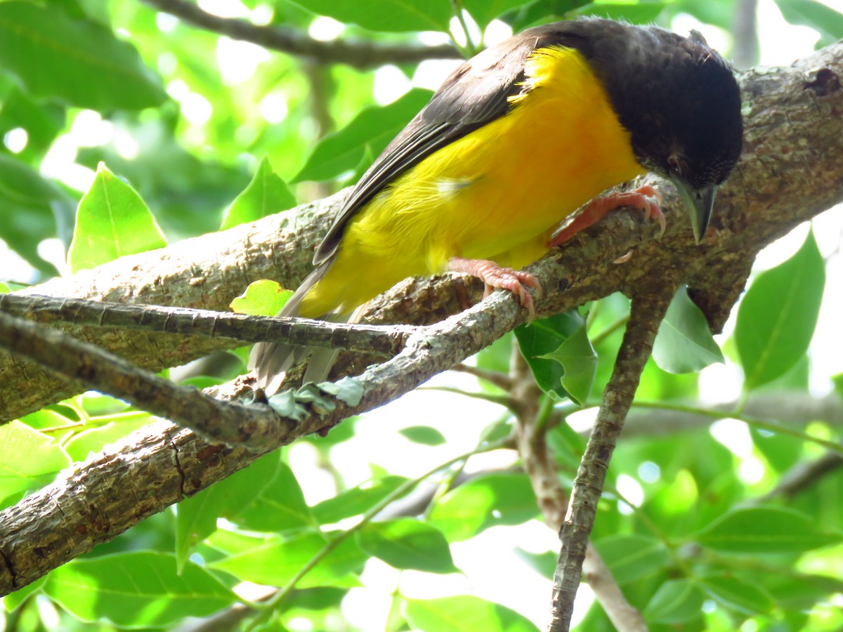 Dark-backed Weaver - ML639480373