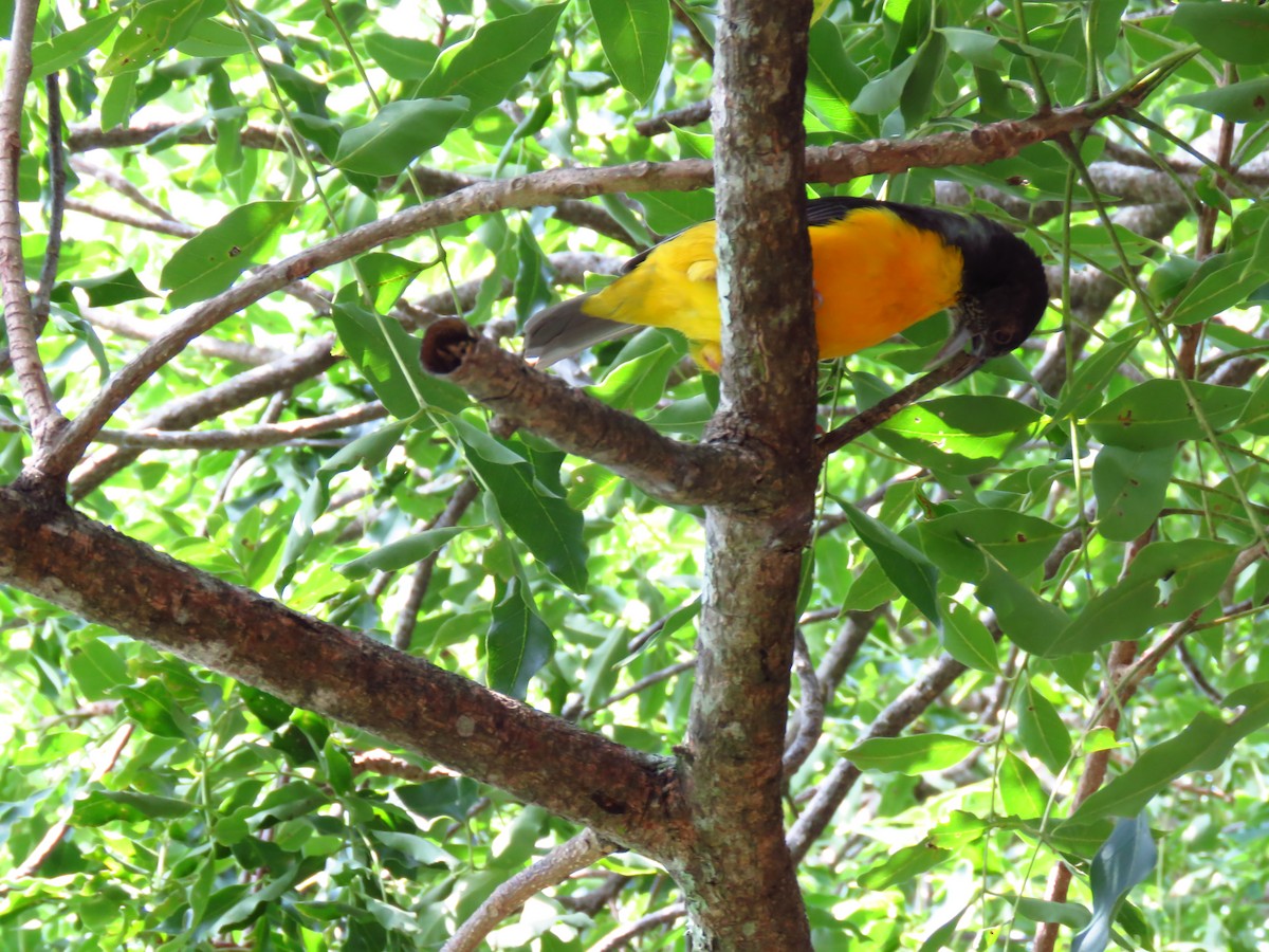 Dark-backed Weaver - ML639480374