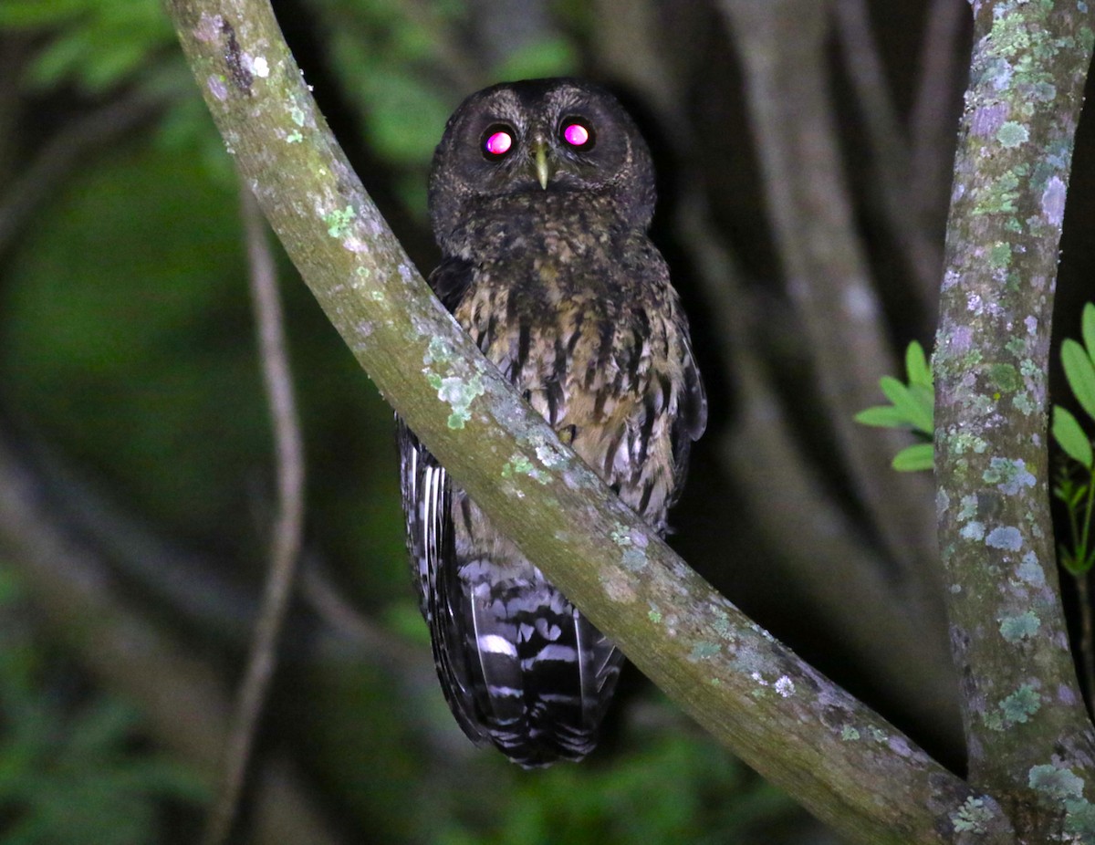 Mottled Owl - ML639480587