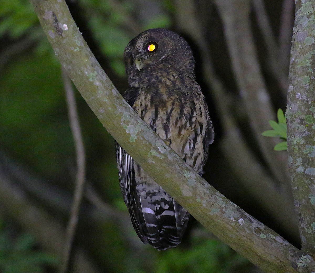 Mottled Owl - ML639480588