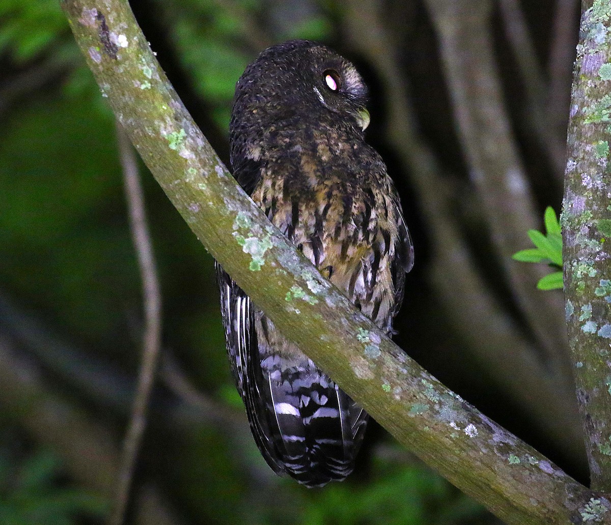 Mottled Owl - ML639480589