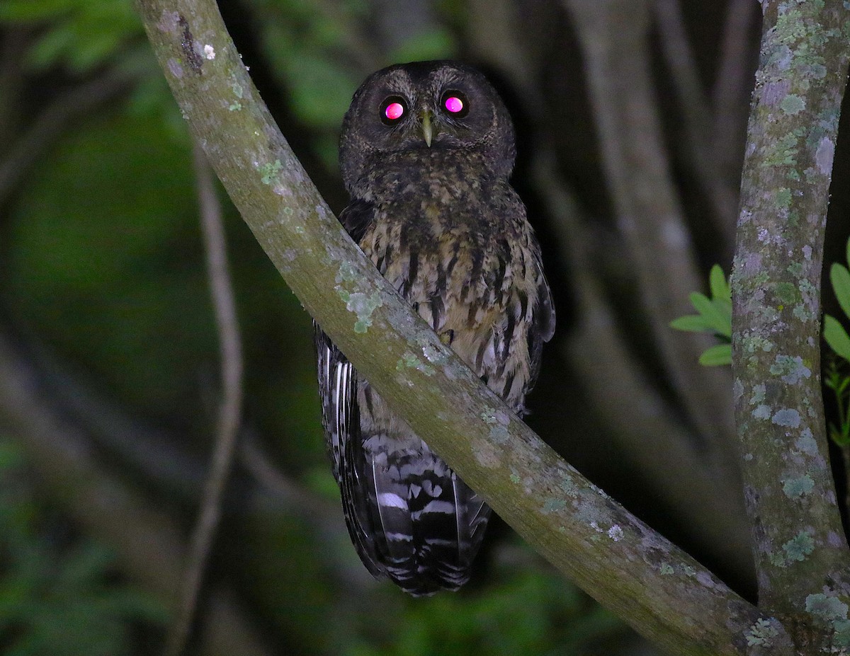 Mottled Owl - ML639480591