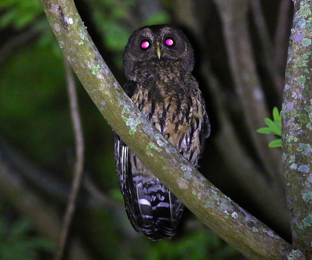 Mottled Owl - ML639480593