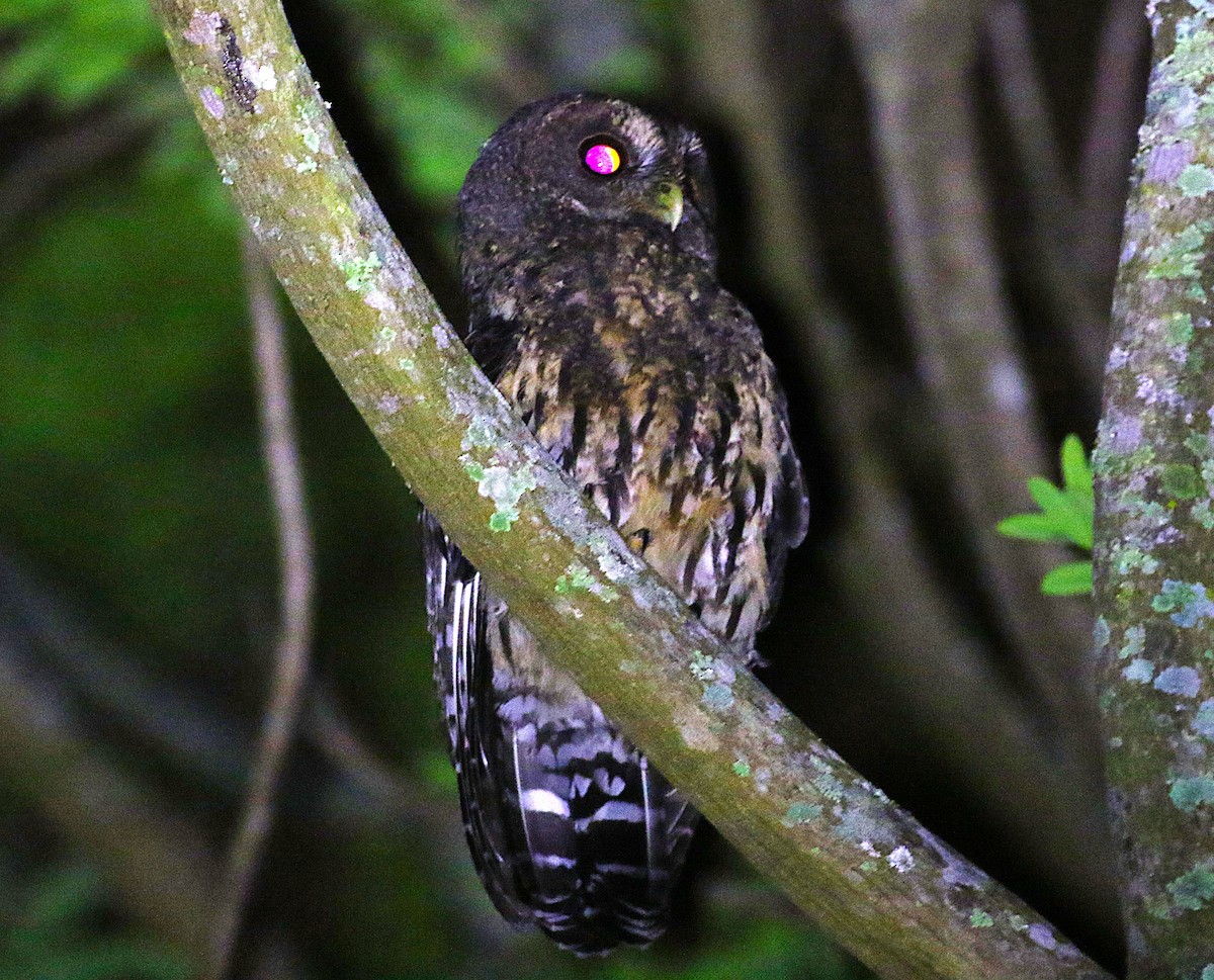 Mottled Owl - ML639480594