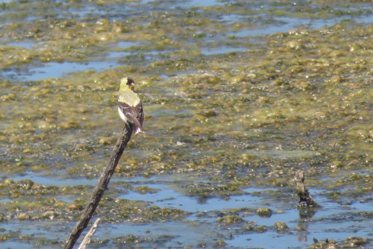 American Goldfinch - ML639480620