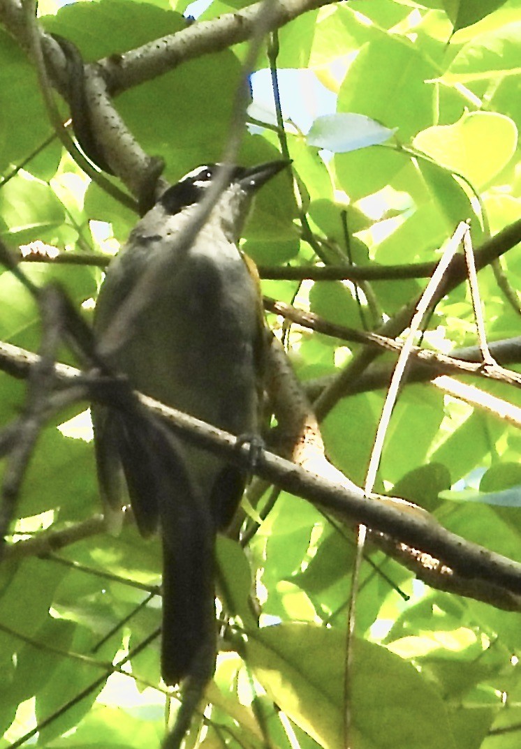 Black-crowned Palm-Tanager - ML639480621