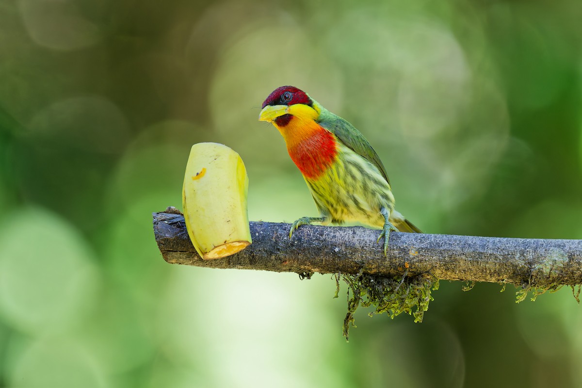 Lemon-throated Barbet - ML639480702