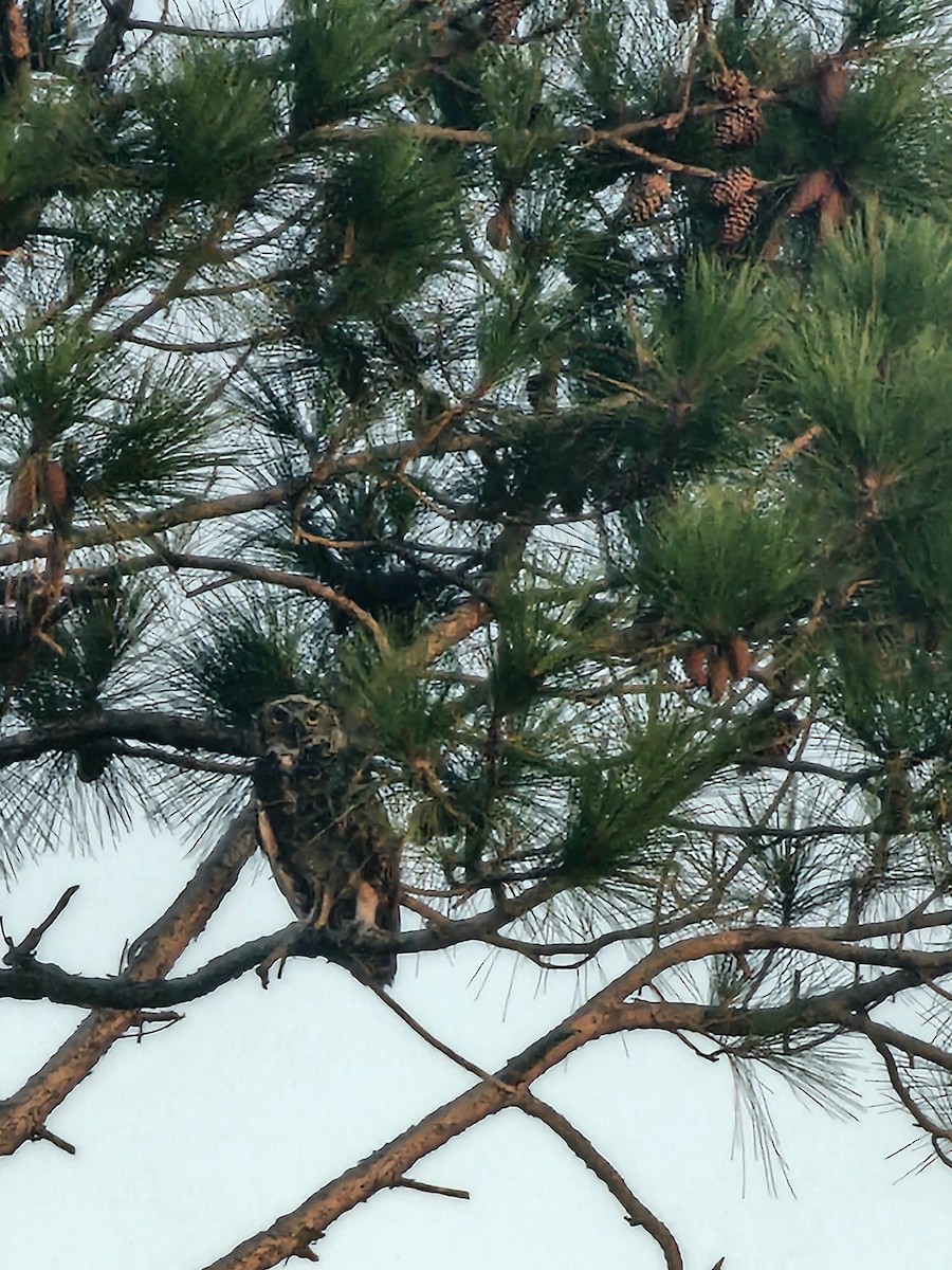 Great Horned Owl - ML639480775
