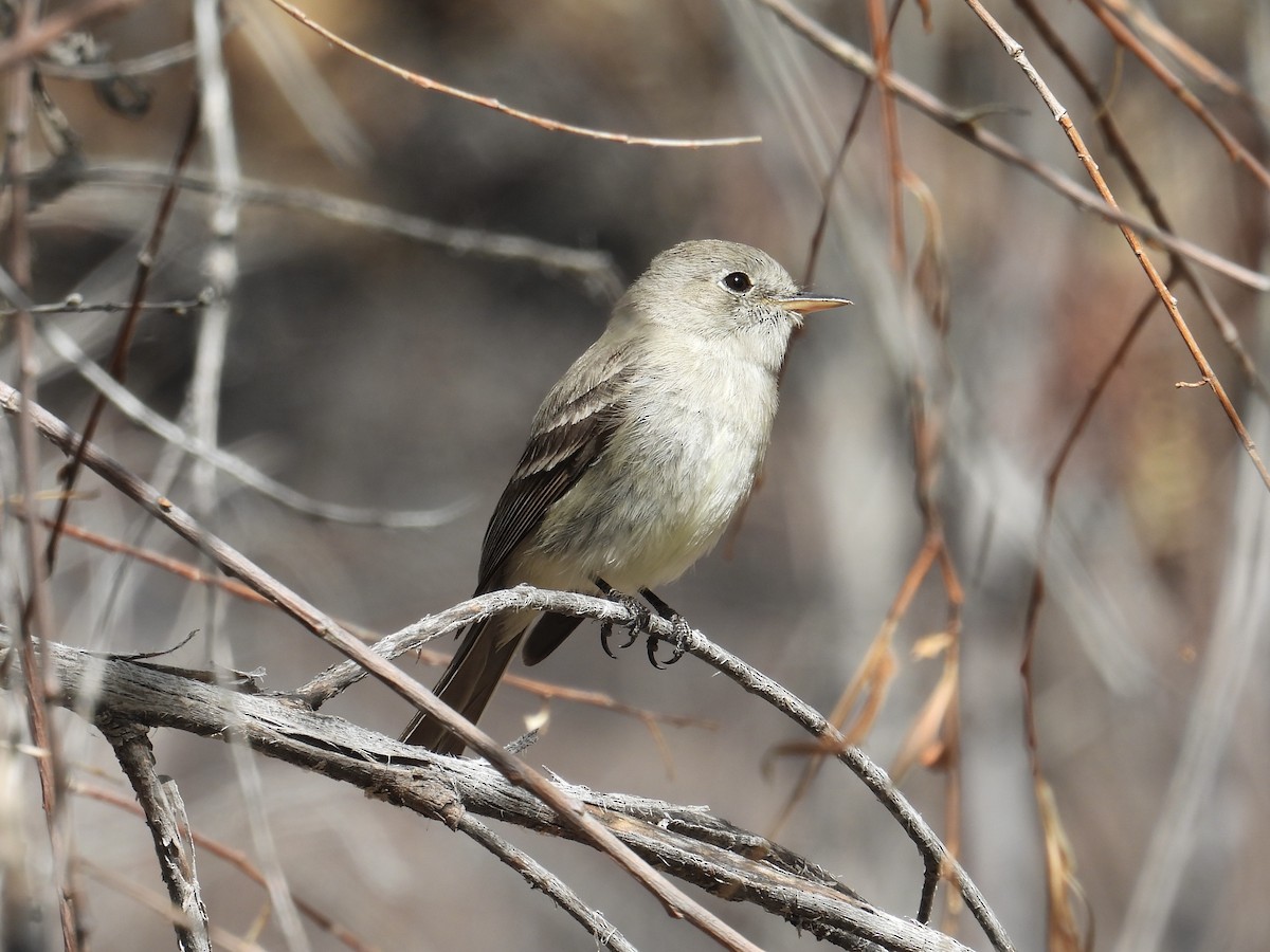 Gray Flycatcher - ML639481011