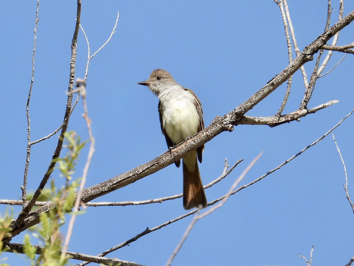 Ash-throated Flycatcher - ML639481047