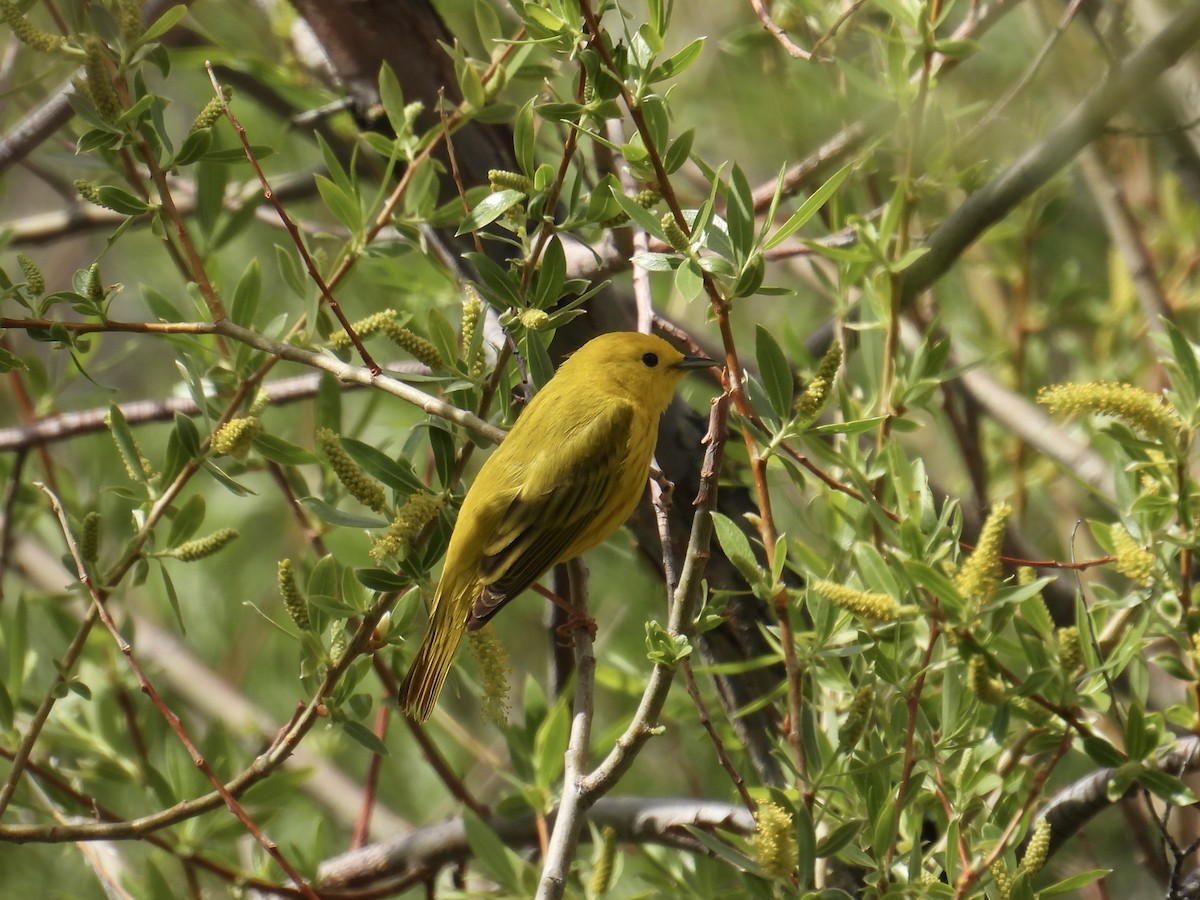 Yellow Warbler (Northern) - ML639481054