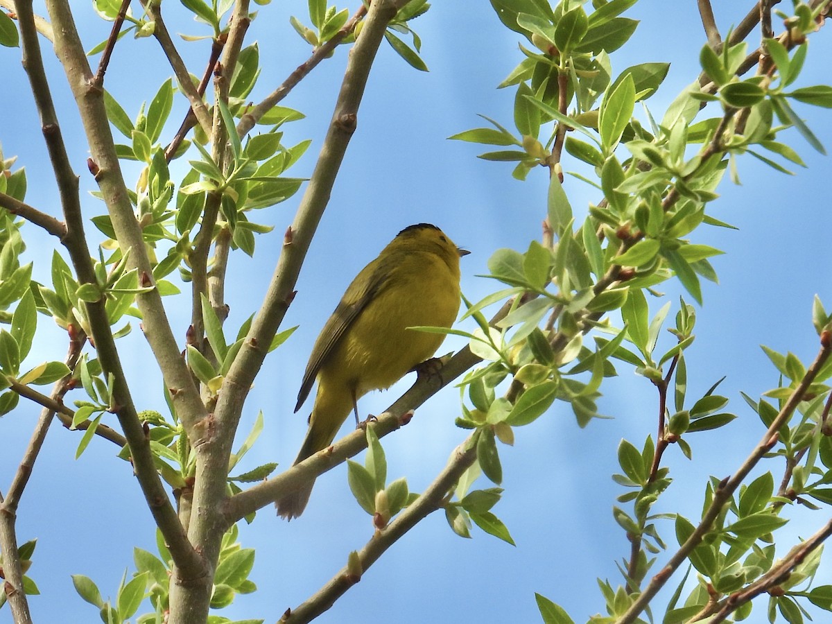 Wilson's Warbler - ML639481062