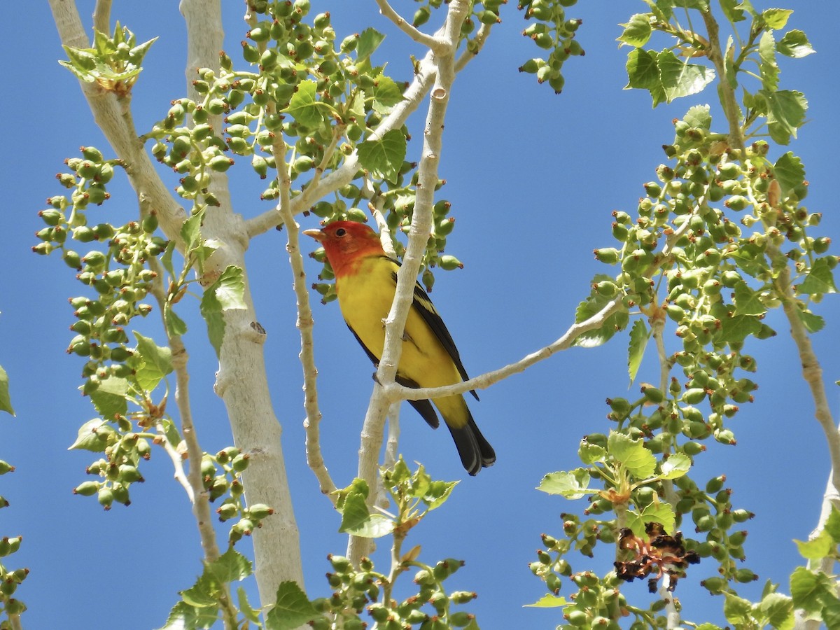 Western Tanager - ML639481069