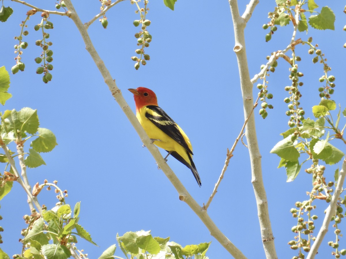 Western Tanager - ML639481070