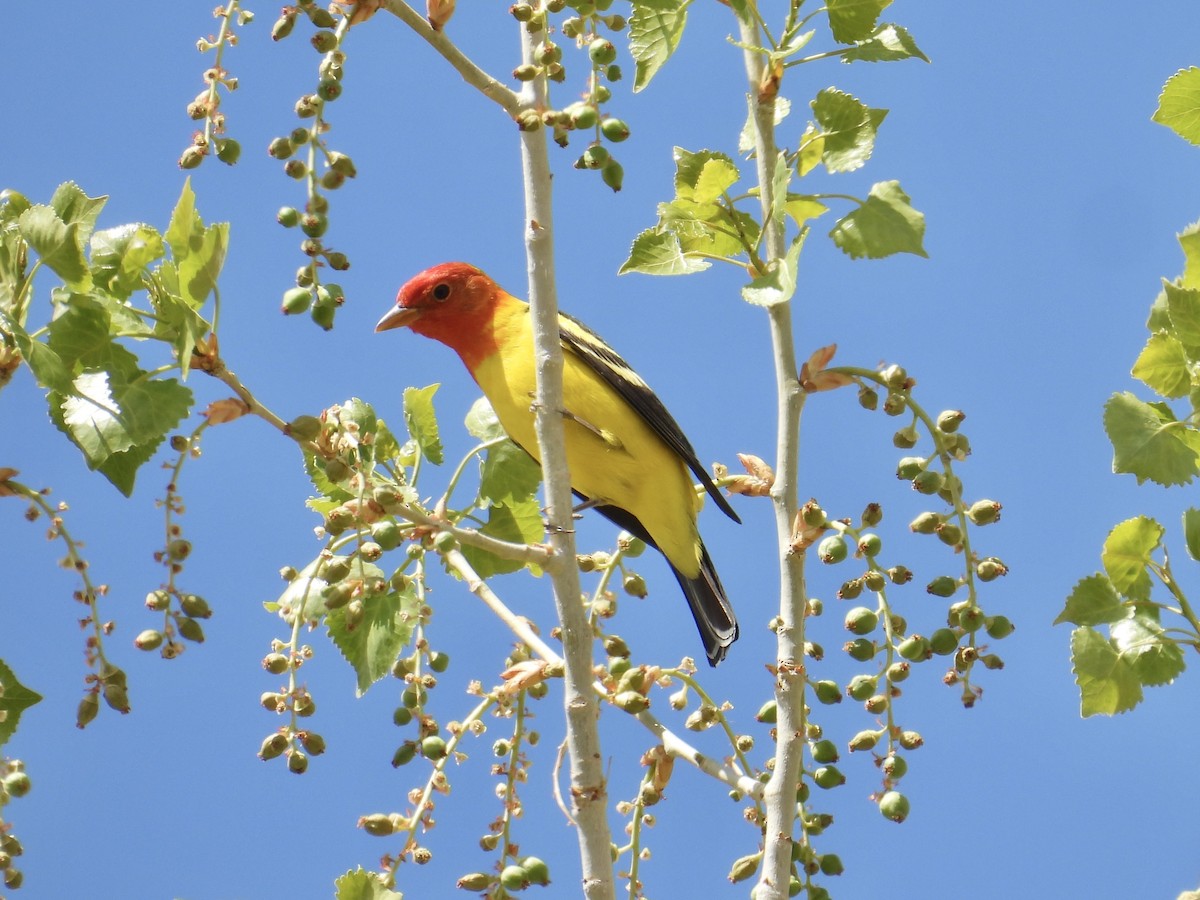 Western Tanager - ML639481071