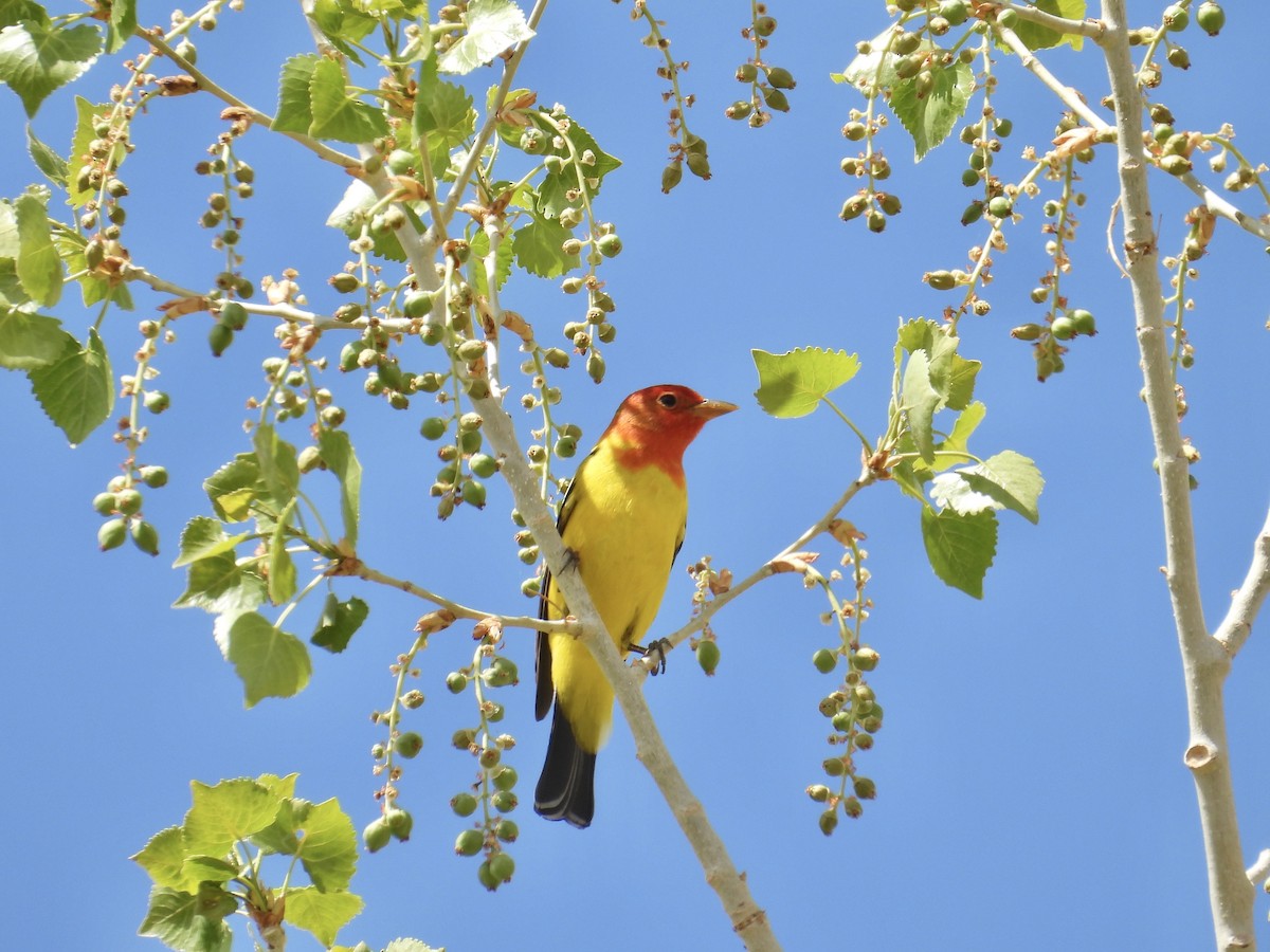 Western Tanager - ML639481072