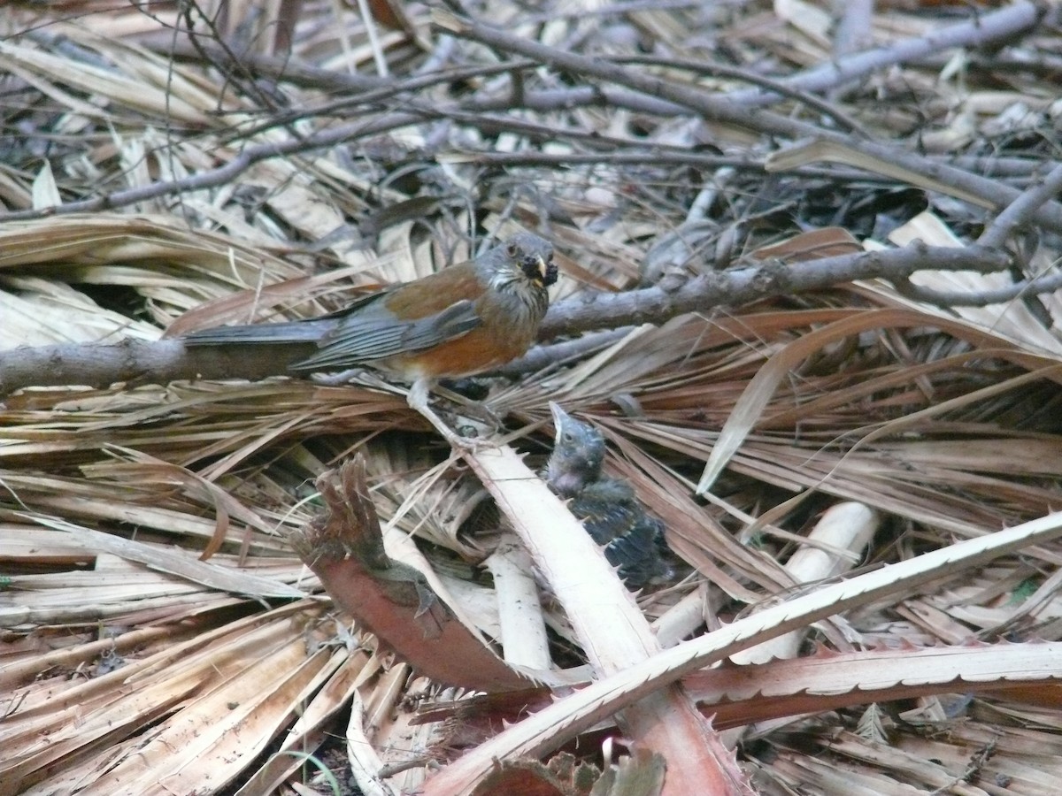 Rufous-backed Robin - ML639481133
