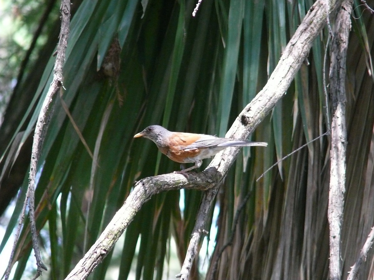 Rufous-backed Robin - ML639481134
