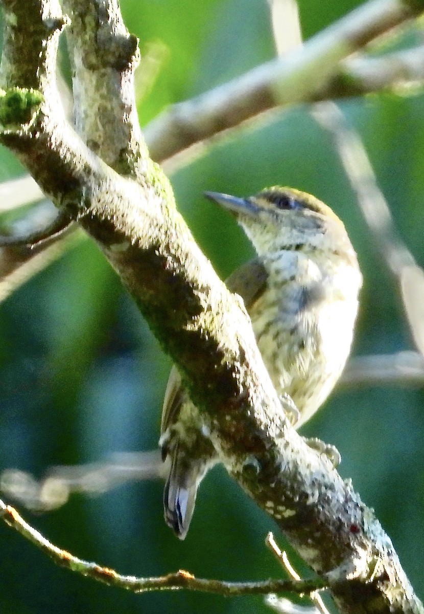 Antillean Piculet - ML639481154