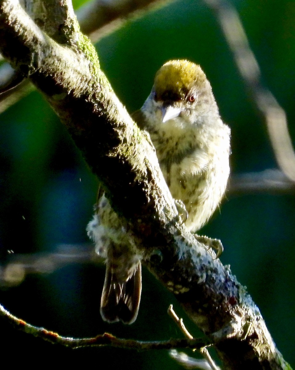 Antillean Piculet - ML639481155