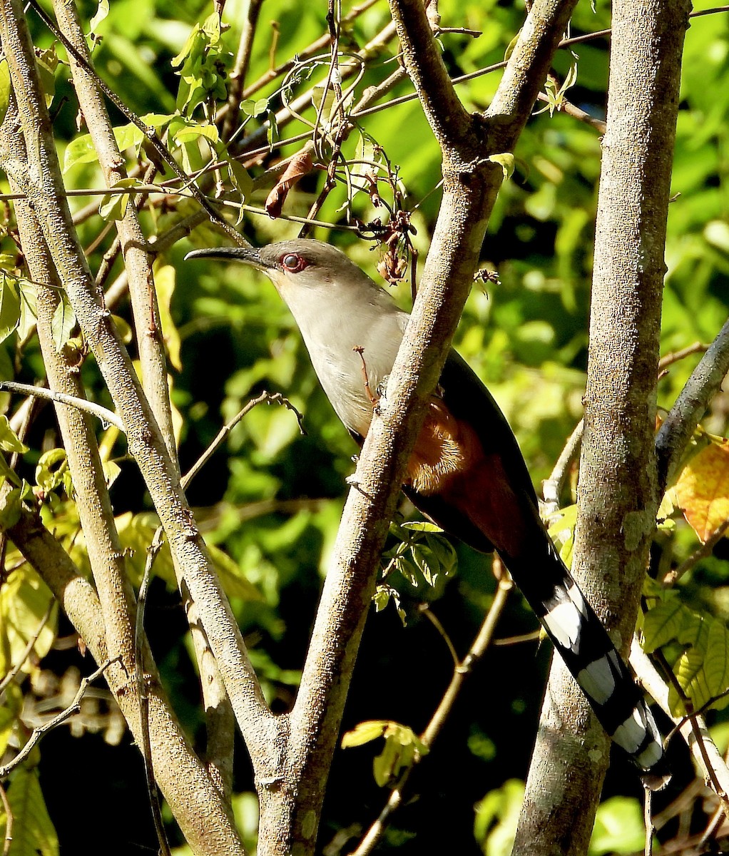 Hispaniolan Lizard-Cuckoo - ML639481185