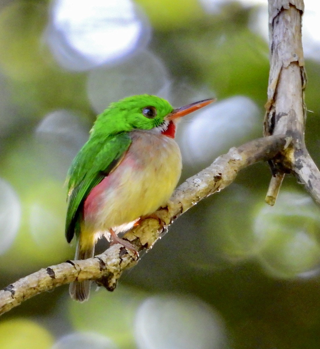 Broad-billed Tody - ML639481205