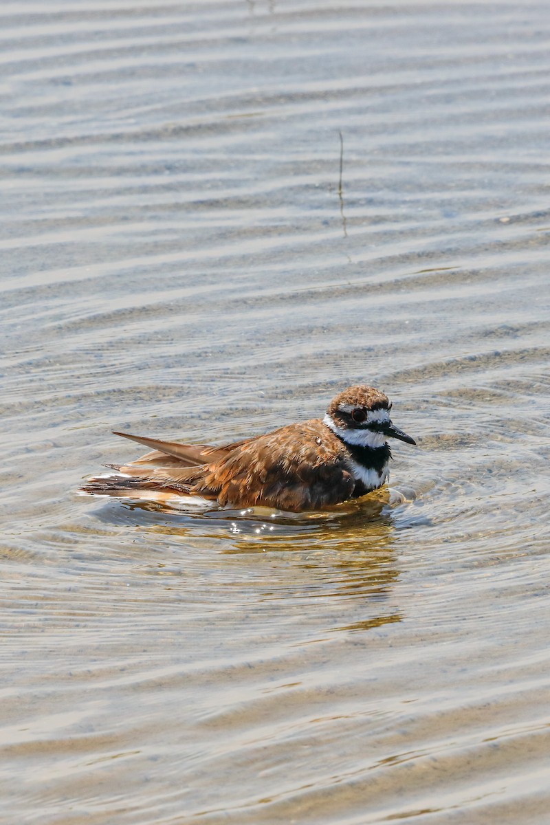 Killdeer - ML639481339