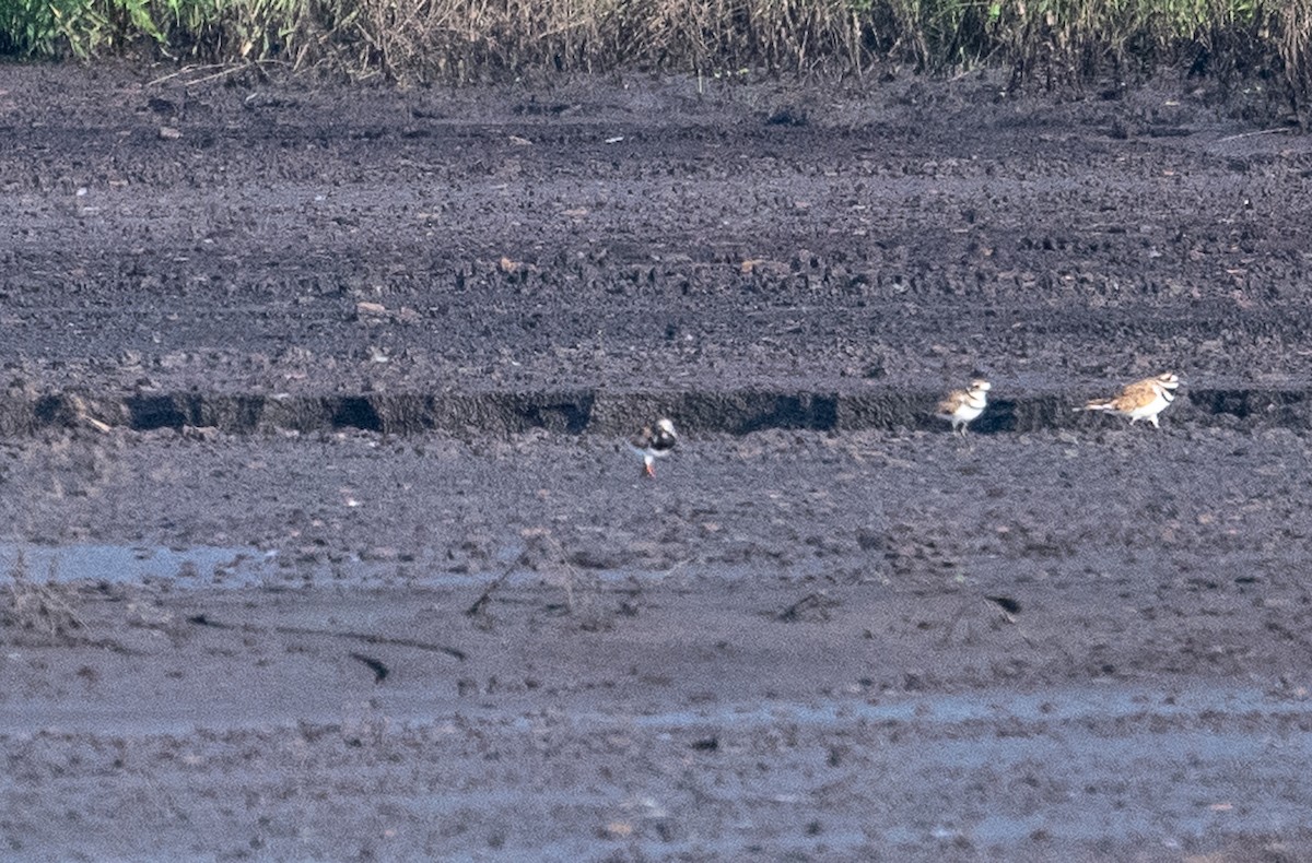 Ruddy Turnstone - ML639481380