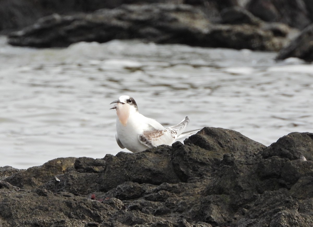 South American Tern - ML639481383