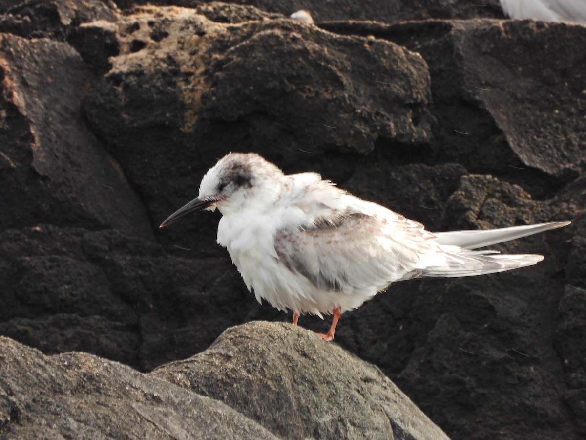 South American Tern - ML639481384
