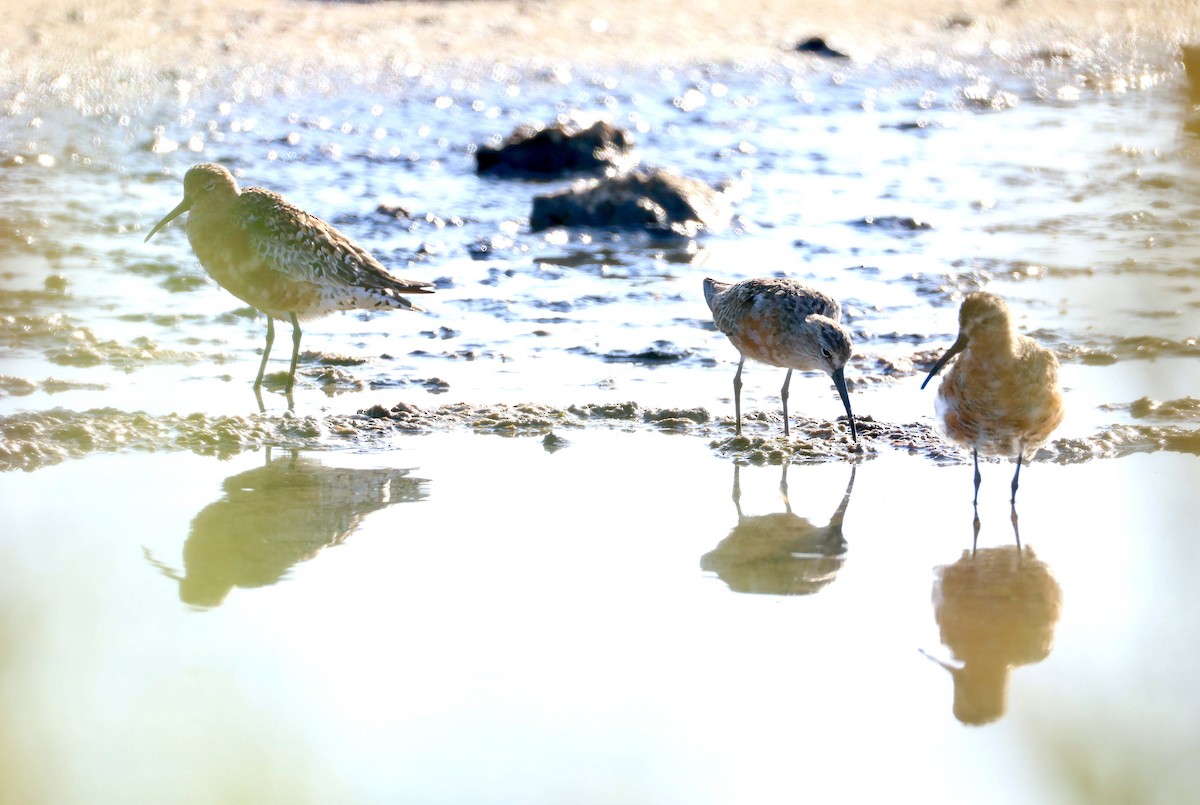 Curlew Sandpiper - ML639481389
