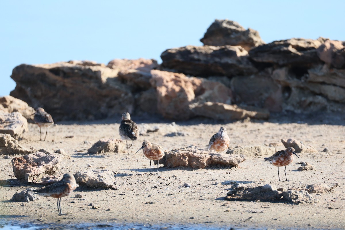 Curlew Sandpiper - ML639481390