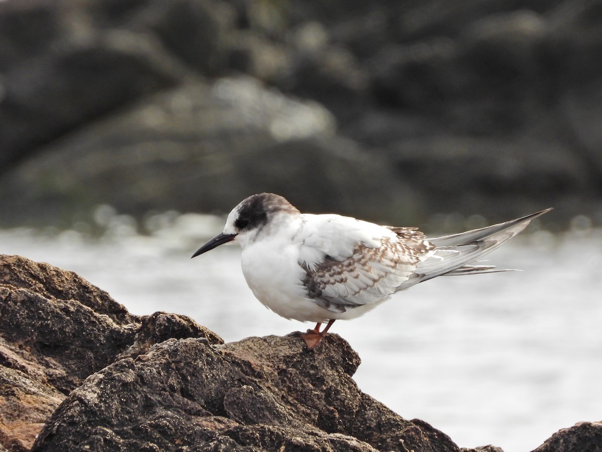 South American Tern - ML639481403