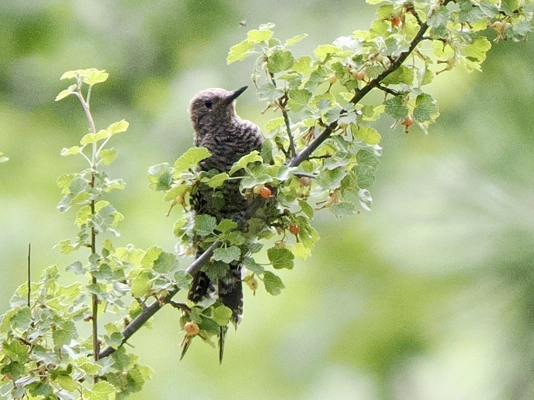 Williamson's Sapsucker - ML639481429