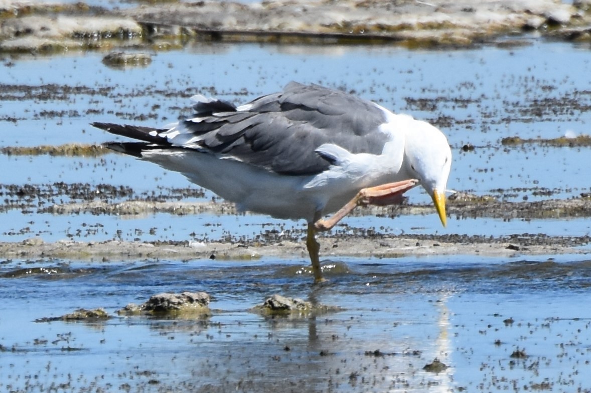 Yellow-footed Gull - ML639481438