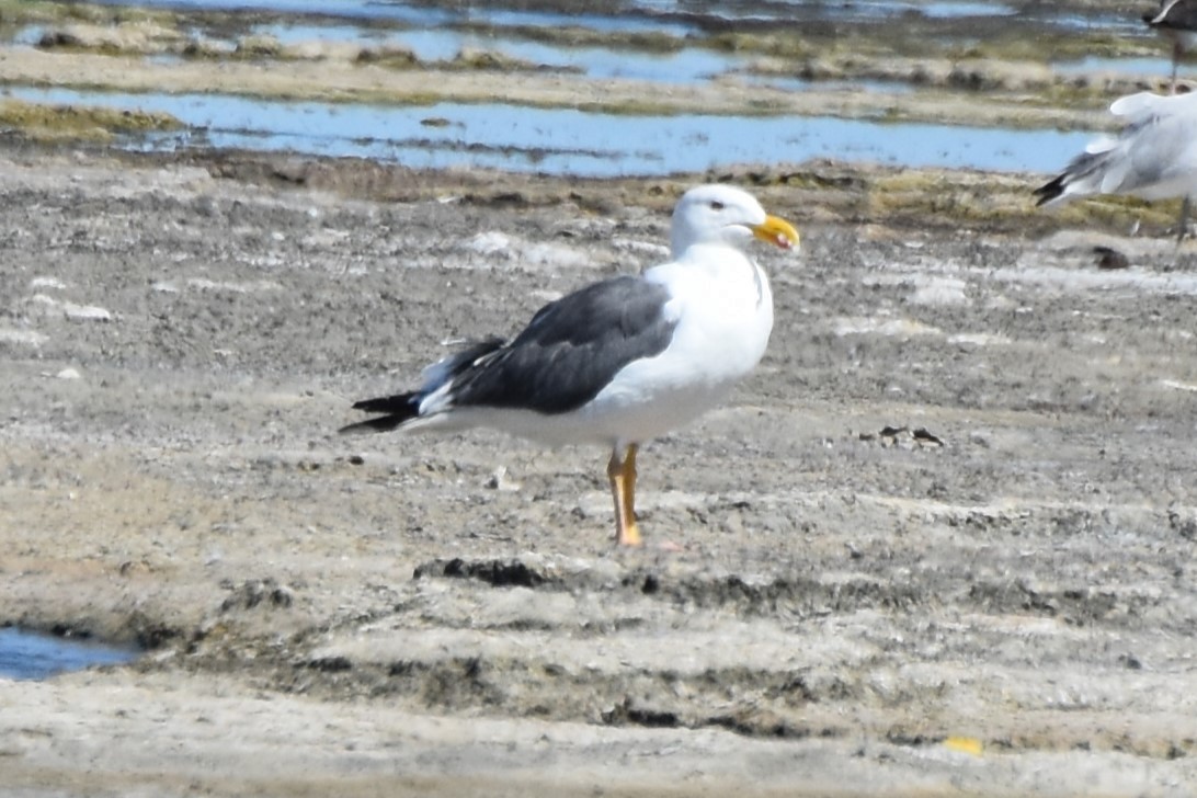 Yellow-footed Gull - ML639481439