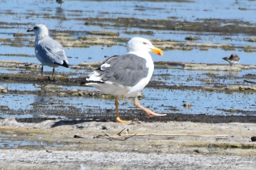 Yellow-footed Gull - ML639481442