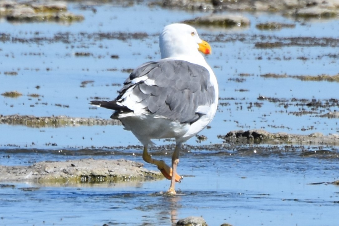Yellow-footed Gull - ML639481443