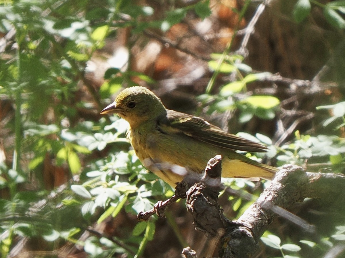 Western Tanager - ML639481450