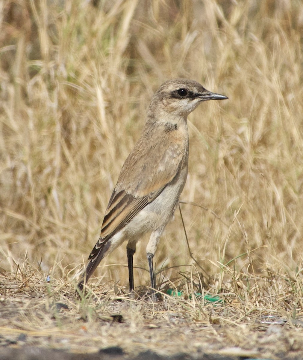 Buff-breasted Wheatear - ML639481484